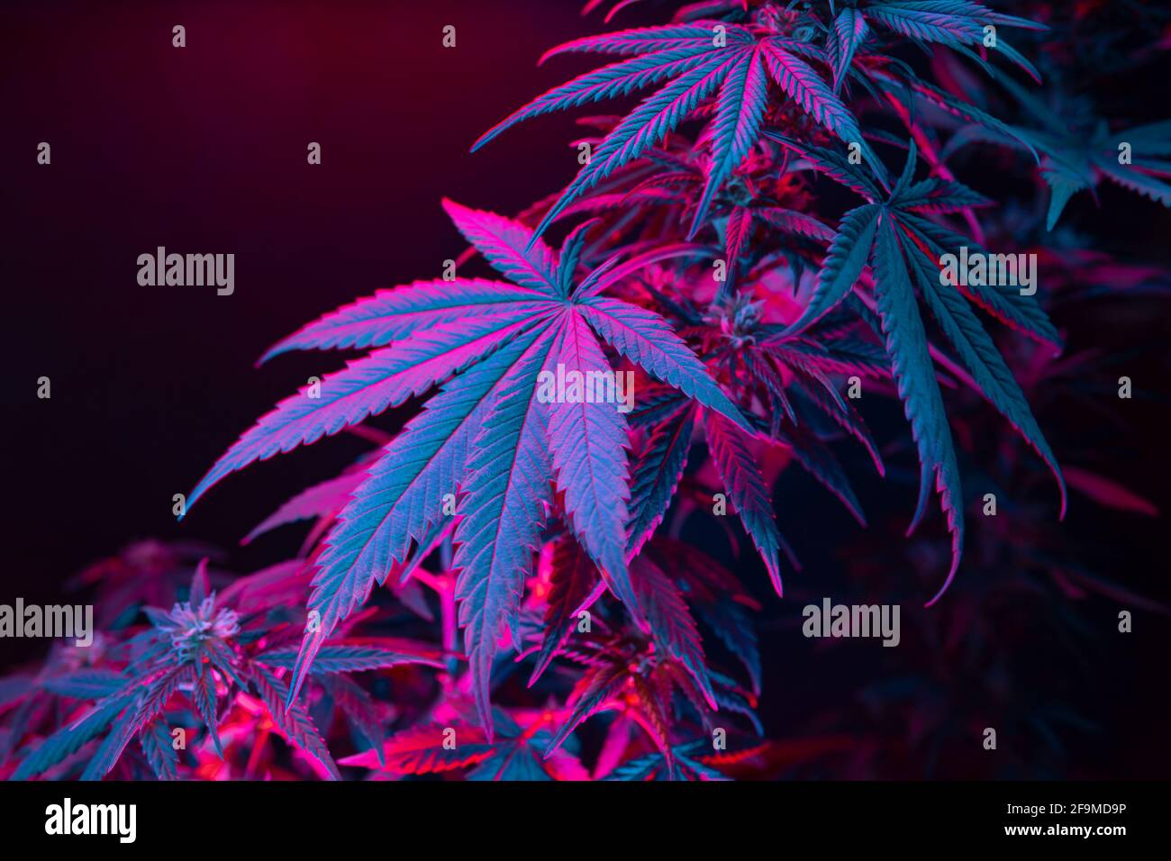 Cannabis leaves. Cannabis marijuana foliage with a purple pink tint on a black background. Large leaf of cannabis plant in purple light. Medicinal hem Stock Photo