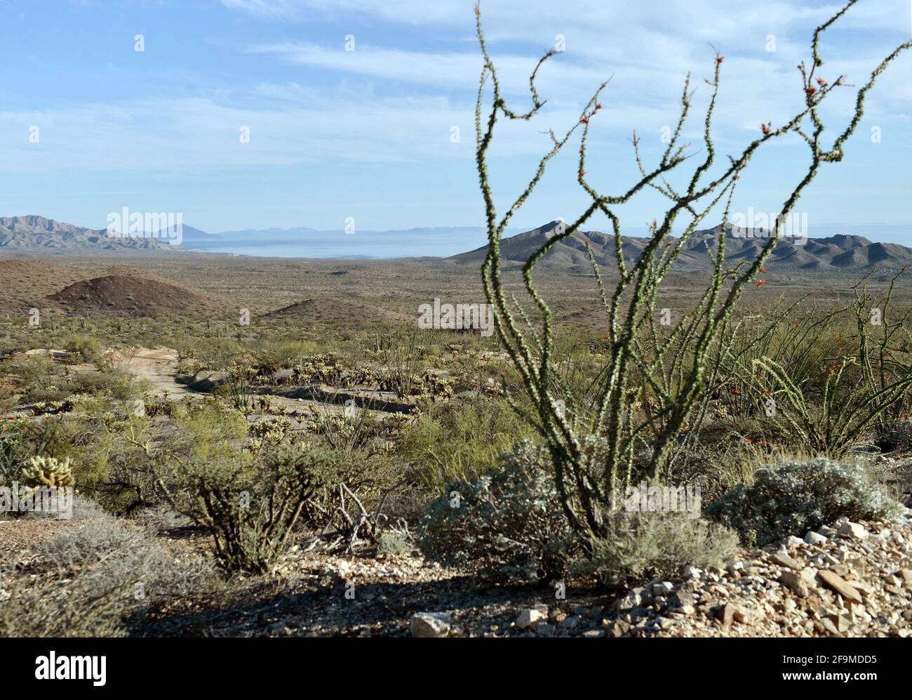 Planta del norte hi-res stock photography and images - Alamy