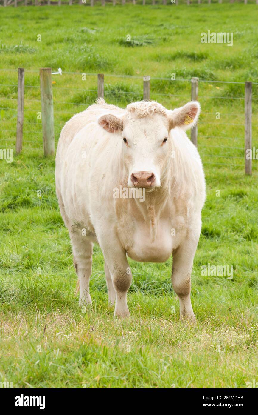 Charolais cow in lush green paddock Stock Photo