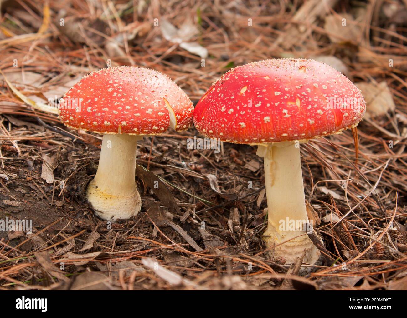 Red Mushrooms on forest floor Stock Photo