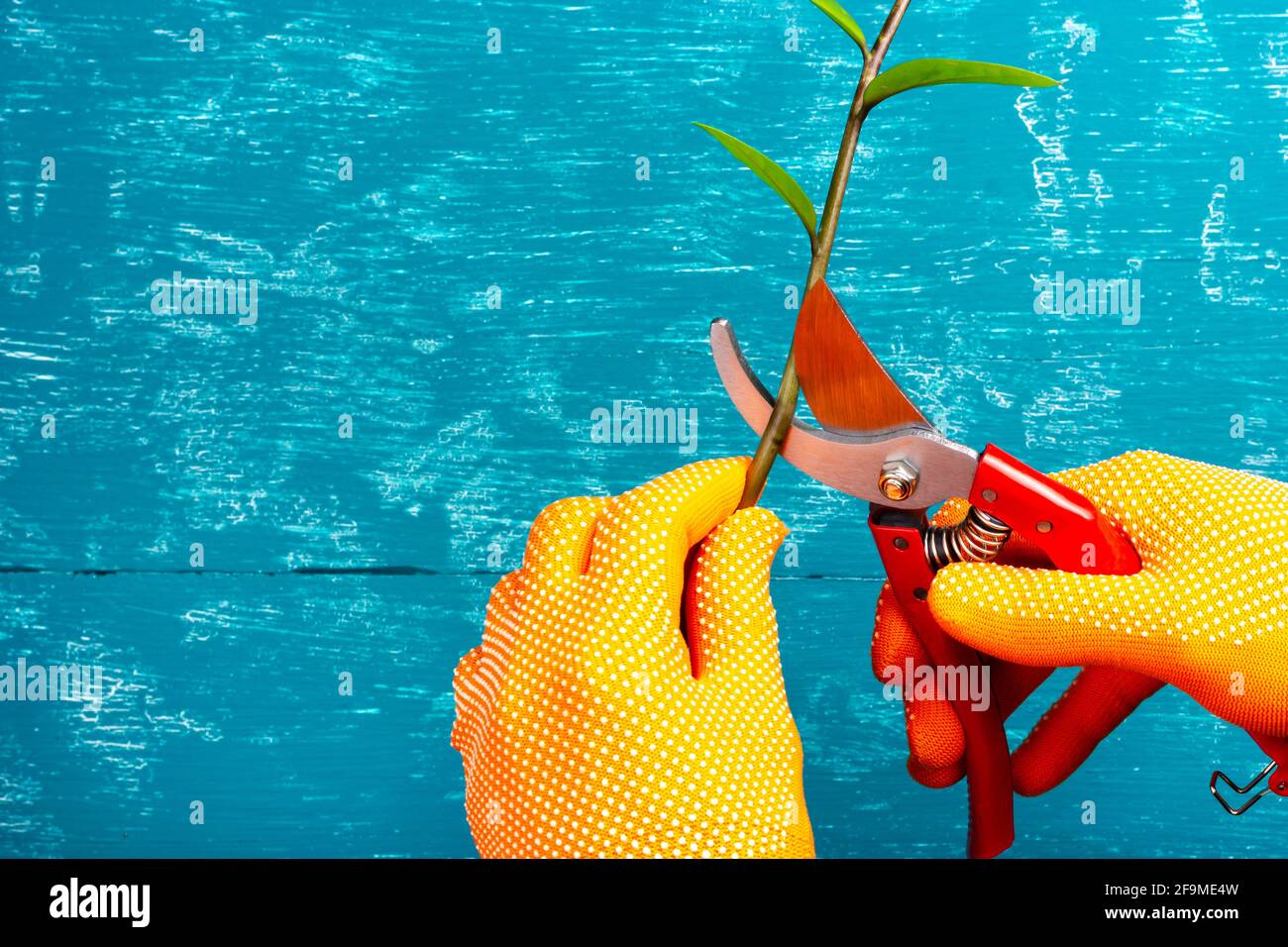 Backyard work. The process of pruning a seedling. garden shears in hand