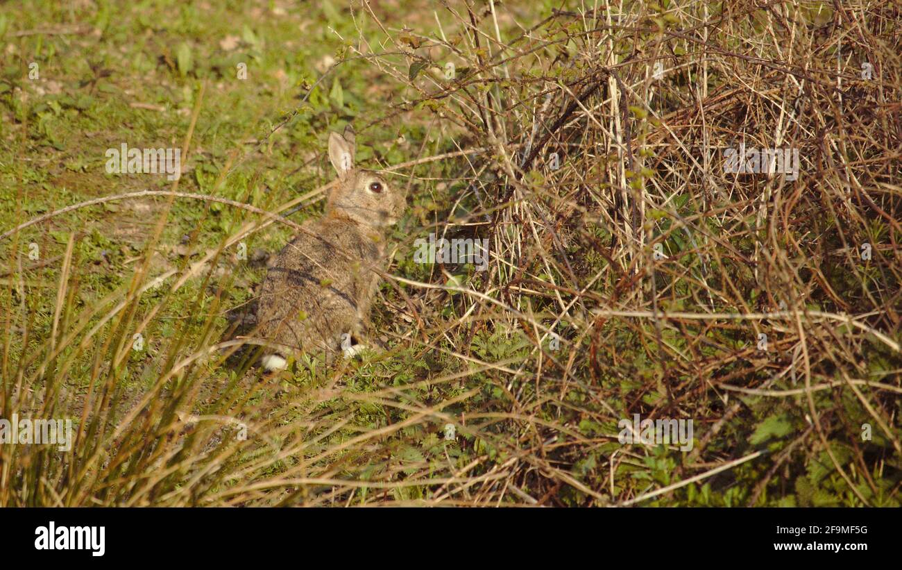 Bunnies tail grass hi-res stock photography and images - Alamy