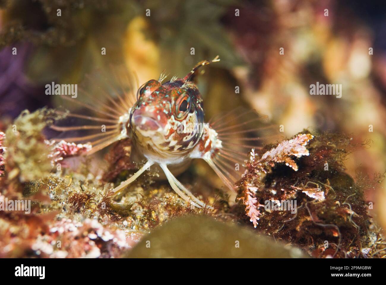 Close up macro photo of Kelp Rockfish juvenile (Sebastes atrovirens). Monterey Bay, California Stock Photo