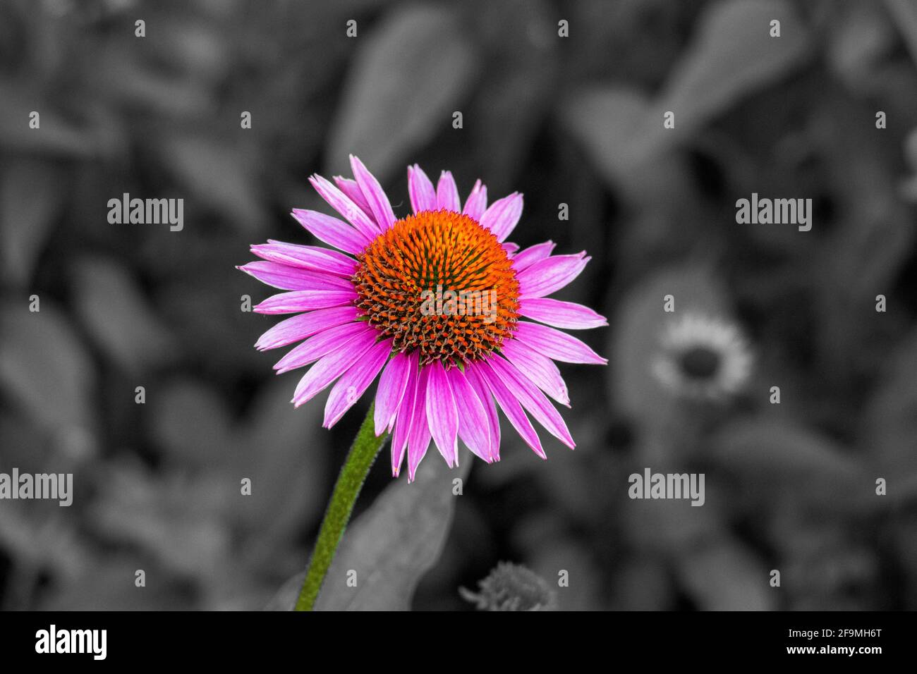 Purpur Sonnenhut, Echinacea purpurea, Blüte im Sommer Stock Photo