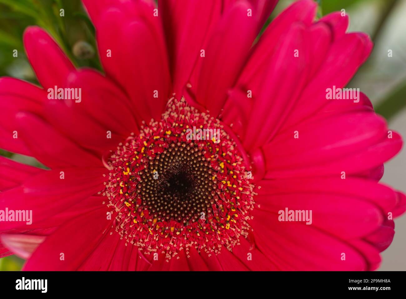 WA19460-00...WASHINGTON -  The colorful petals of a Gerbera in full bloom. Photographed with a Lensbaby Velvet 85. Stock Photo