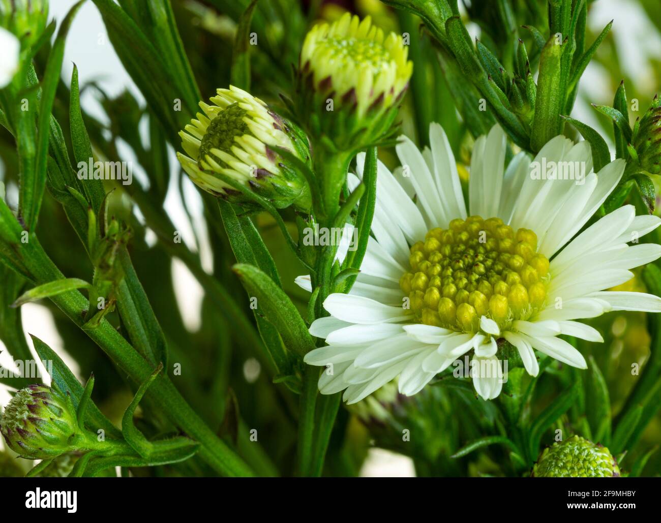 White daisy green center hires stock photography and images Alamy