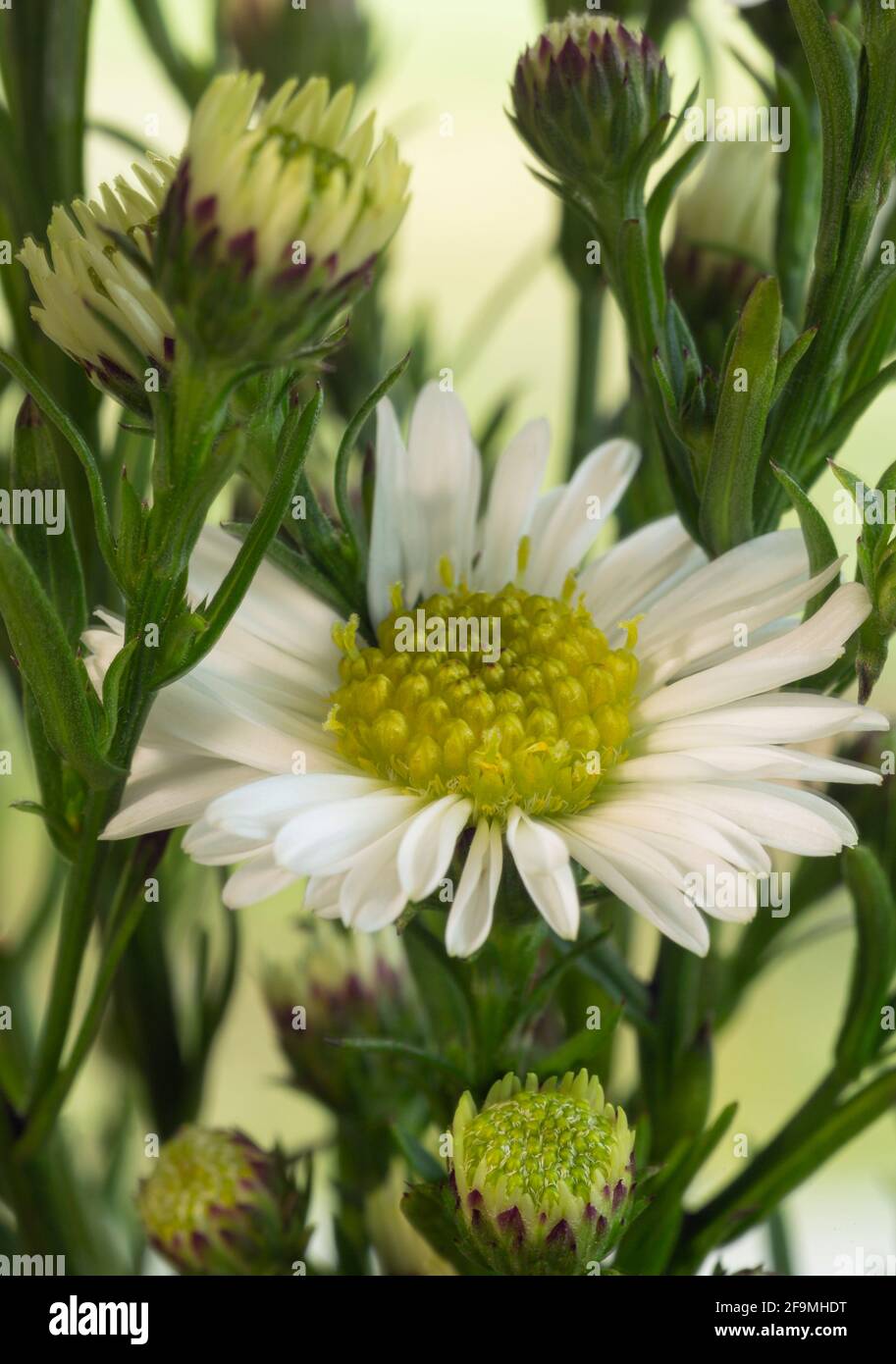 White flowers yellow center hi-res stock photography and images - Alamy