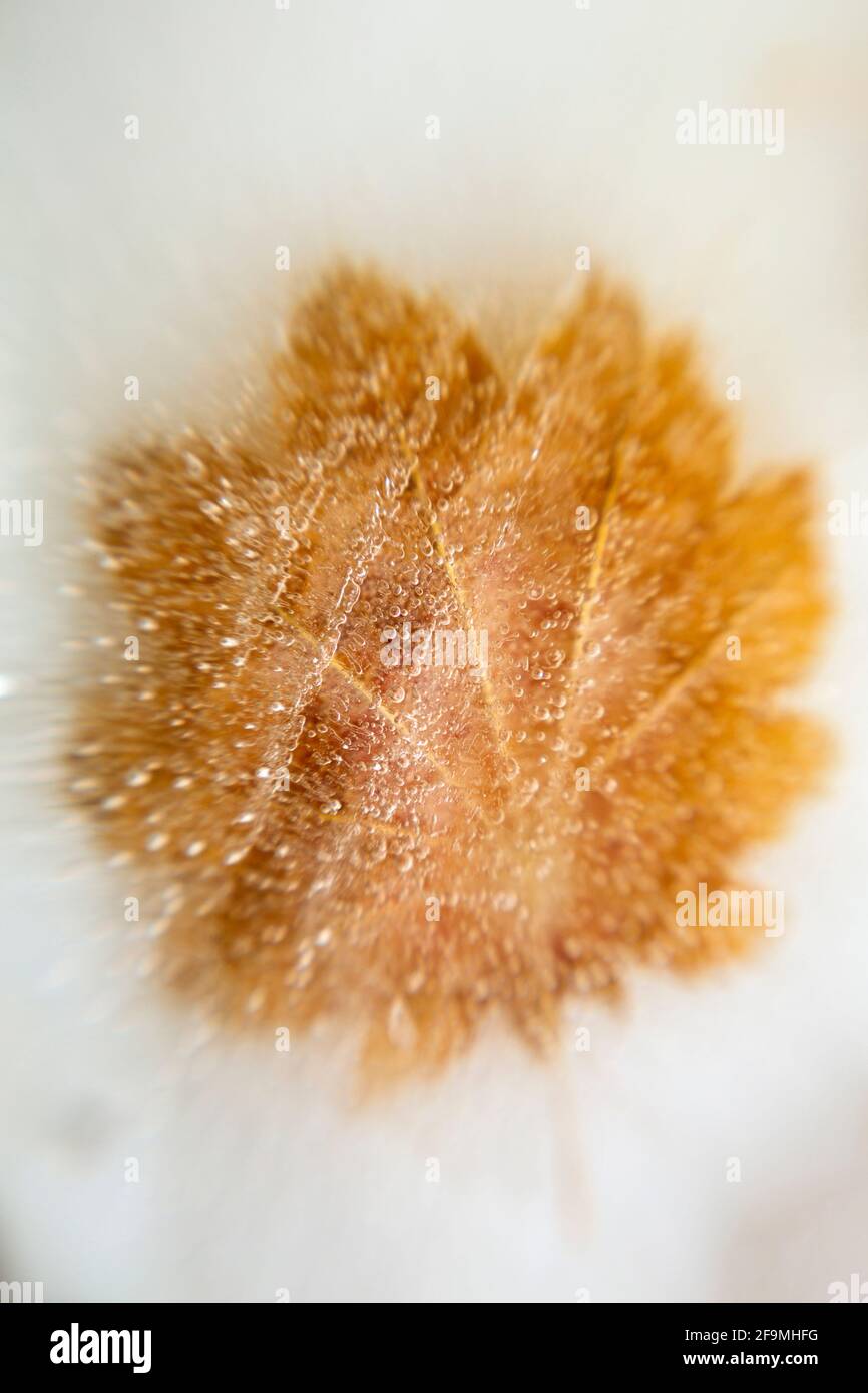 Incased WA19477-00...WASHINGTON - A maple leaf incased in ice Stock Photo - Alamy
