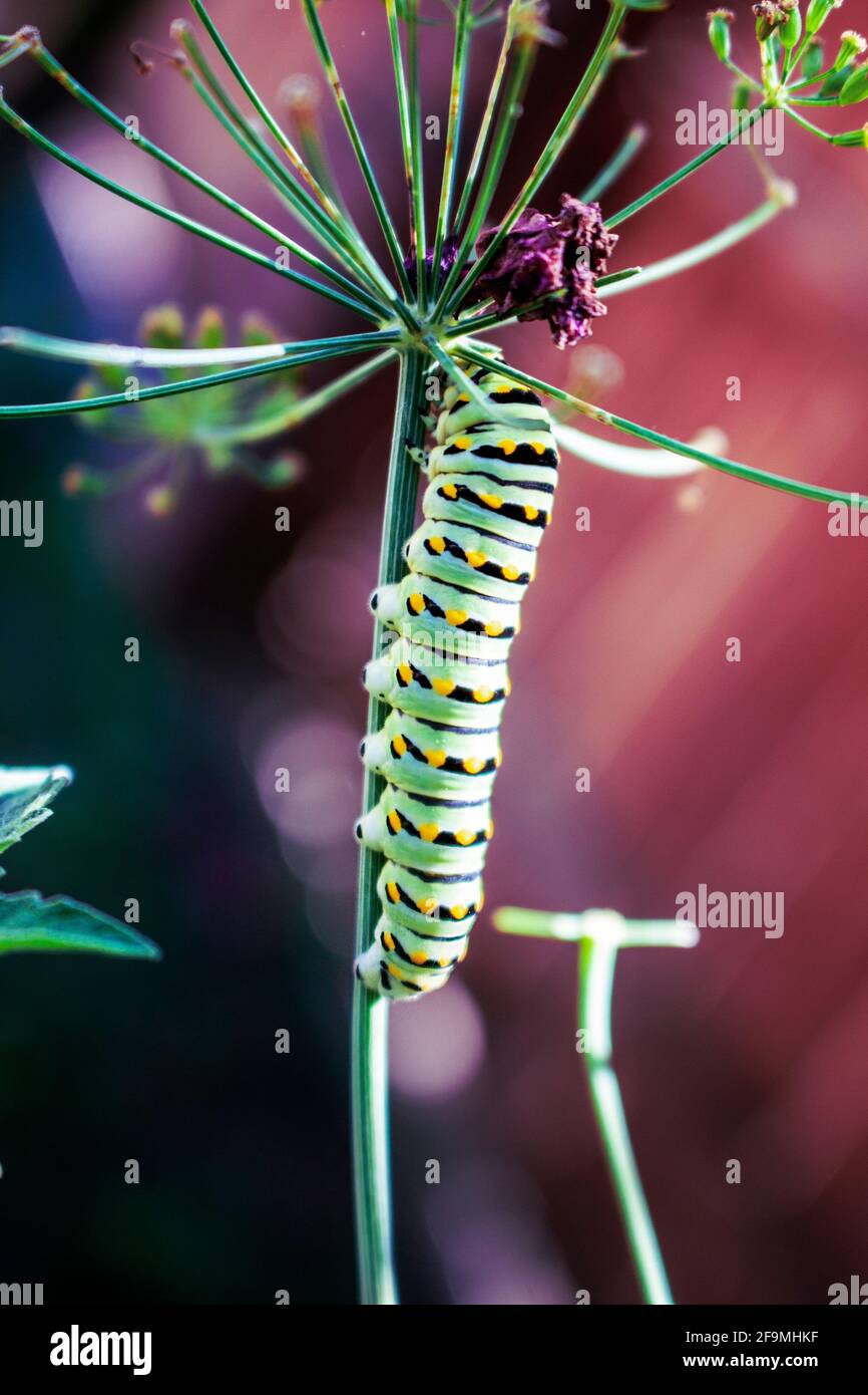 Black swallowtail Caterpillar crawling down a dill plant it has eaten