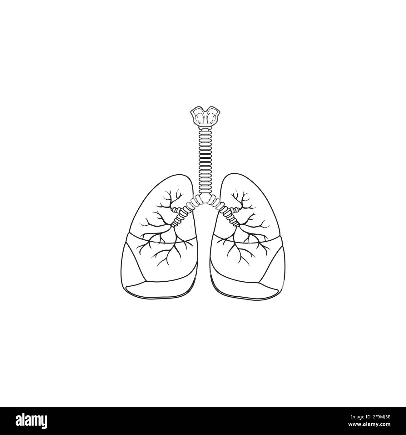 Human Respiratory System line Icon Vector isolated on white background. Breathe, bronchi, bronchiole, bronchus, lung, lungs outline icon for medical Stock Vector