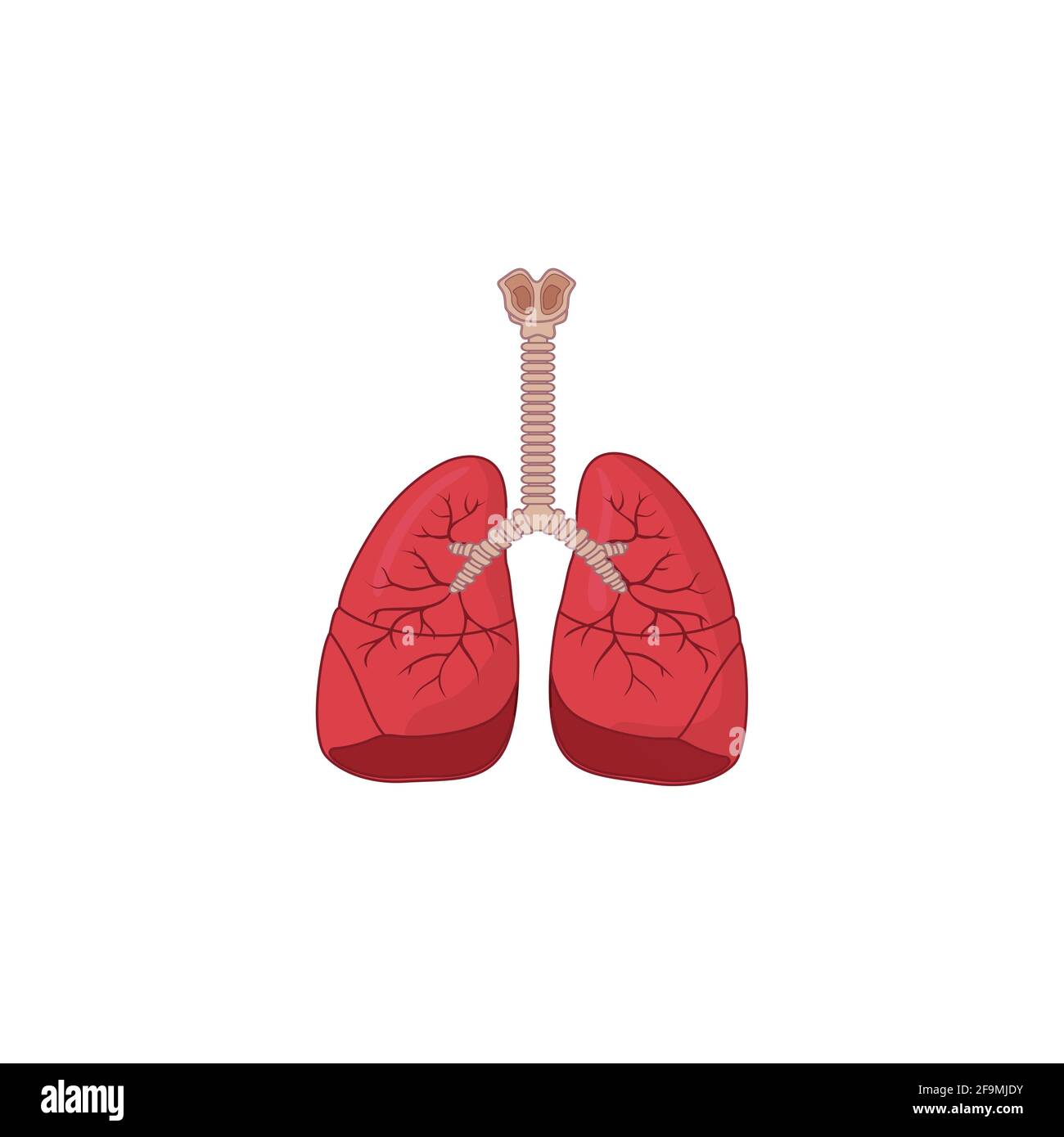 Human Respiratory System Icon Vector Illustration isolated on white background. Breathe, bronchi, bronchiole, bronchus, lung, lungs icon for medical Stock Vector