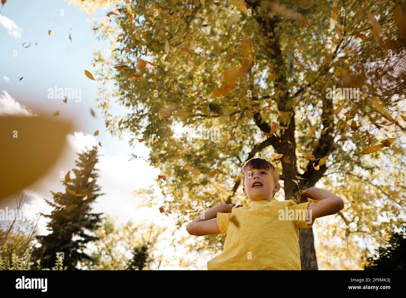 Young boy dressed in yellow playing in leaves in the fall Stock Photo