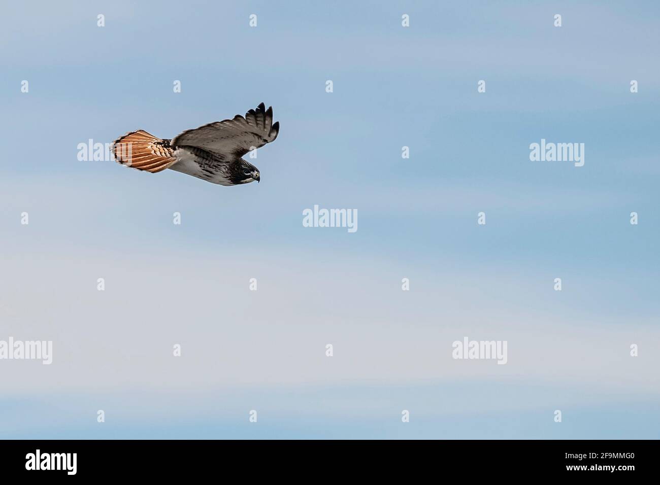 Red Tailed Hawk flying in summer sky with few clowds Stock Photo