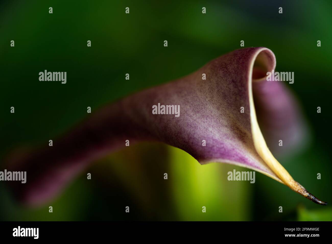Extreme close-up image of calla flower Stock Photo