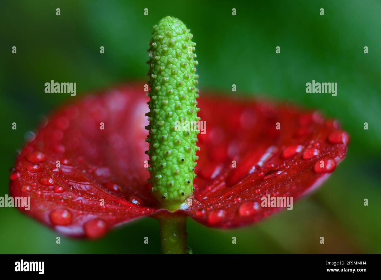 Extreme close-up image of Anthurium flower Stock Photo