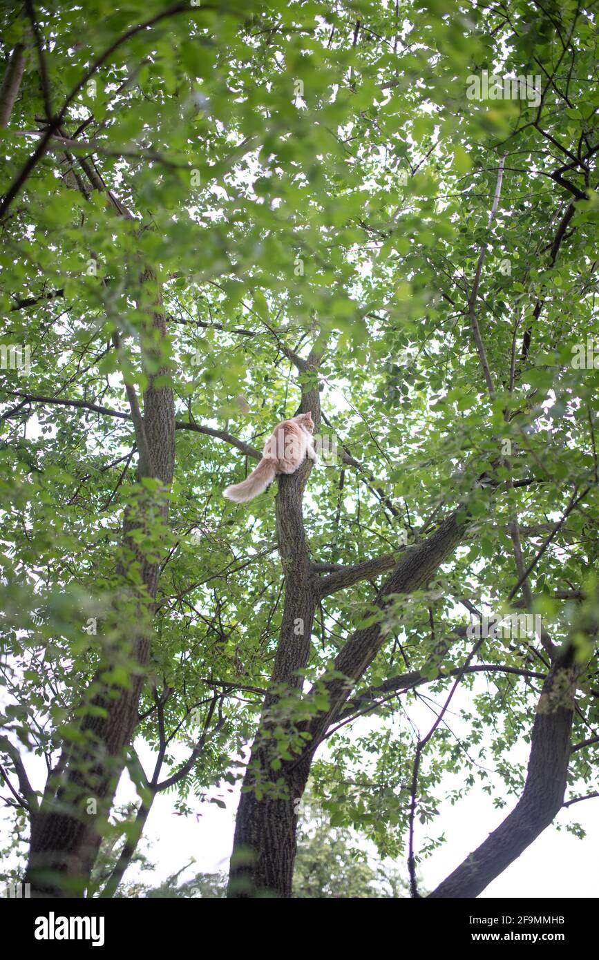 cream tabby ginger maine coon cat climbing up or down high tree in the back yard Stock Photo Alamy