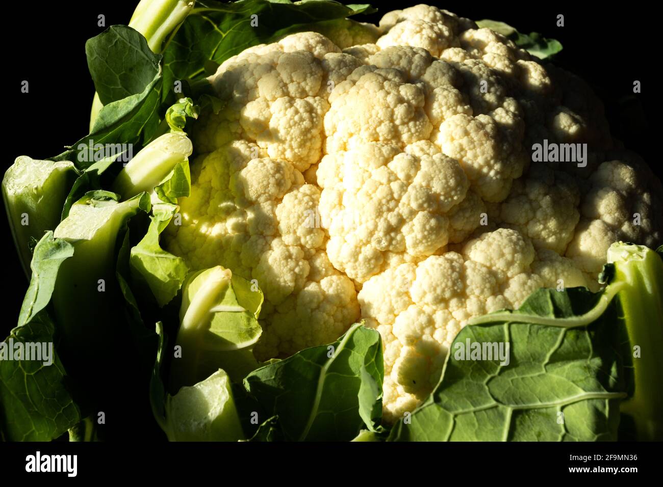 Whole cauliflower head against black background Stock Photo