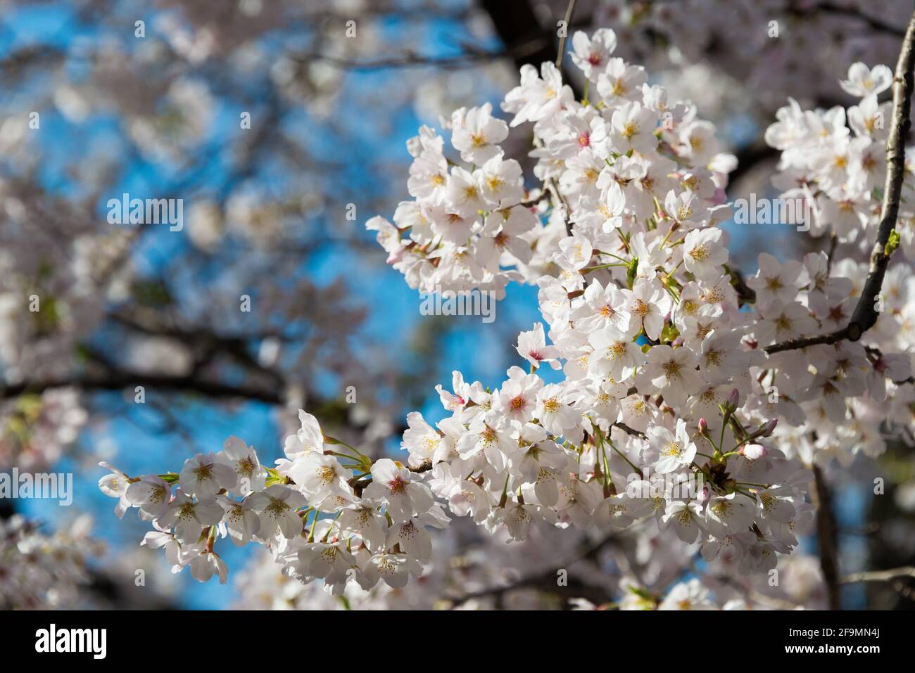 Tokyo, Japan - Cherry blossoms in Ueno Toshogu Shrine, Ueno Park, Taito, Tokyo, Japan. Stock Photo