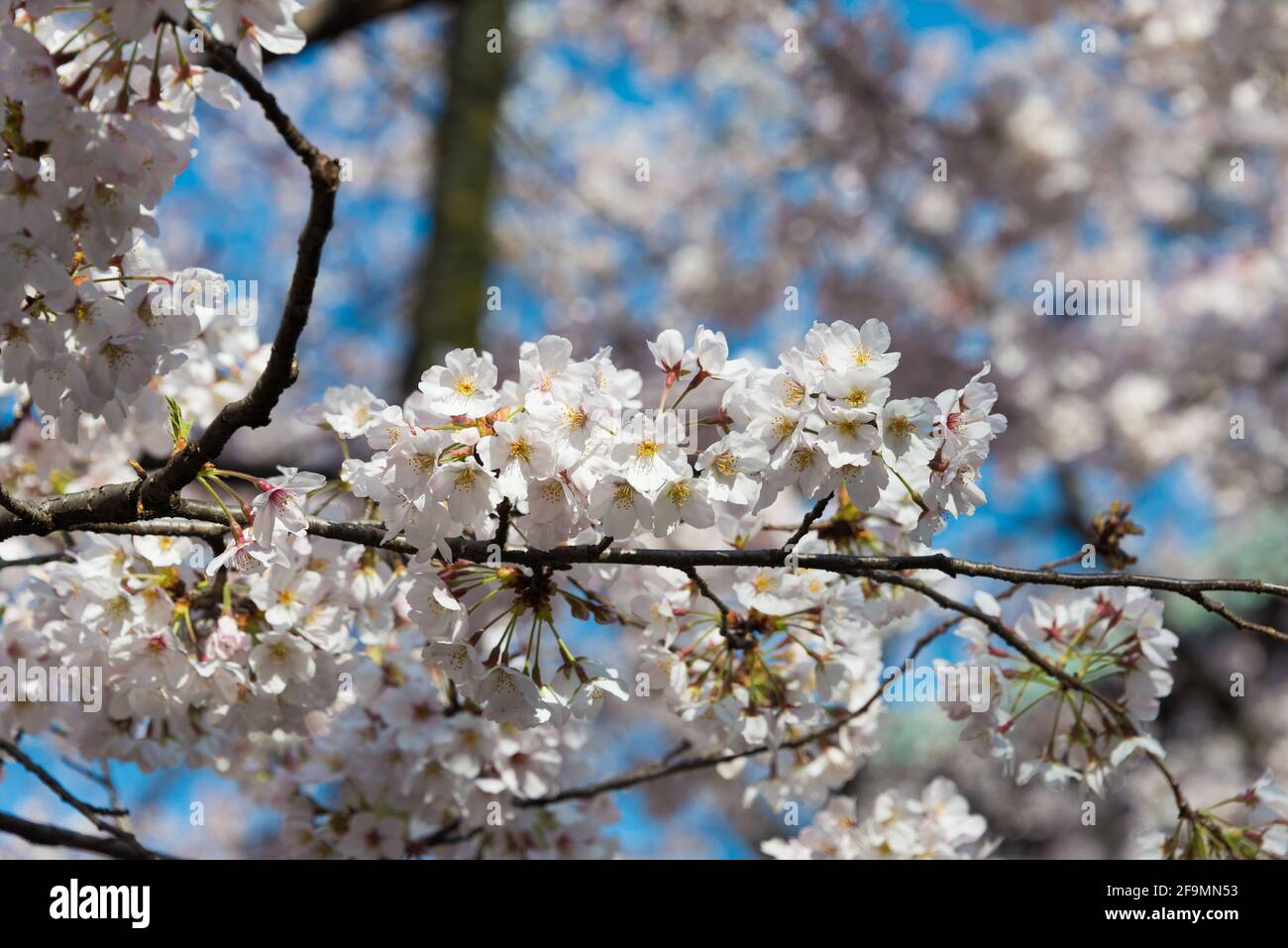 Tokyo, Japan - Cherry blossoms in Ueno Toshogu Shrine, Ueno Park, Taito, Tokyo, Japan. Stock Photo