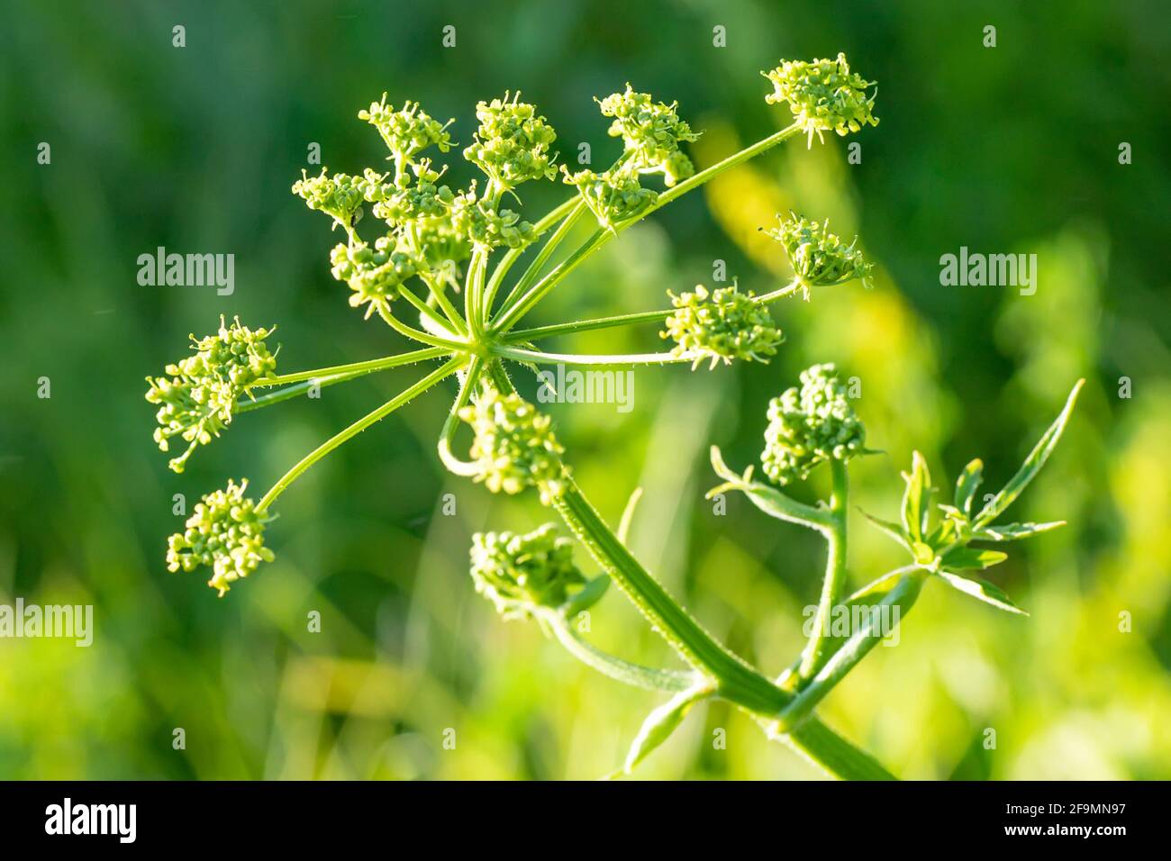 Heracleum sosnowskyi, Sosnowsky's hogweed, giant heads of cow parsnip seeds, a poisonous plant family Apiaceae on a meadow against grass with Graphoso Stock Photo