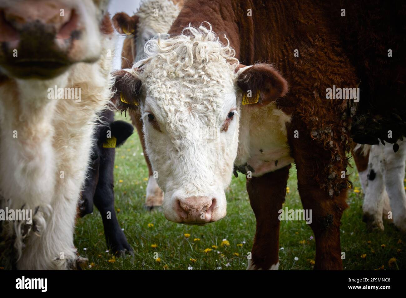 brown and white cow staring at the camera expressively. Stock Photo