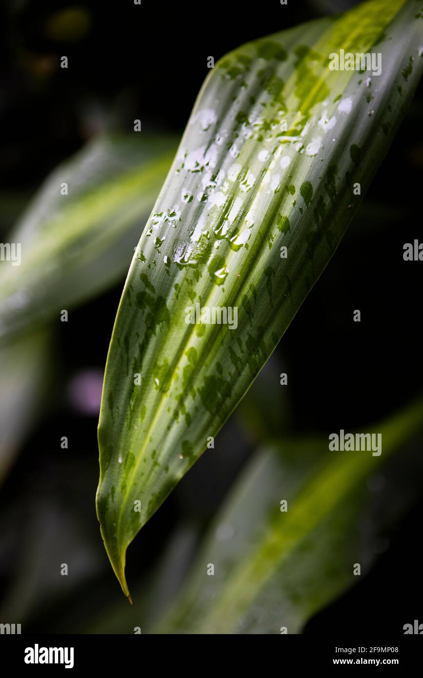 Vertical shot of a plant leaf covered in water droplets Stock Photo