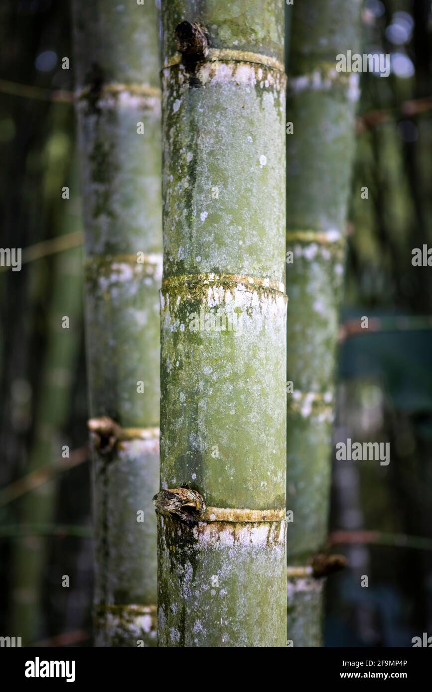 Vertical shot of tall Guadua bamboos in a green forest Stock Photo