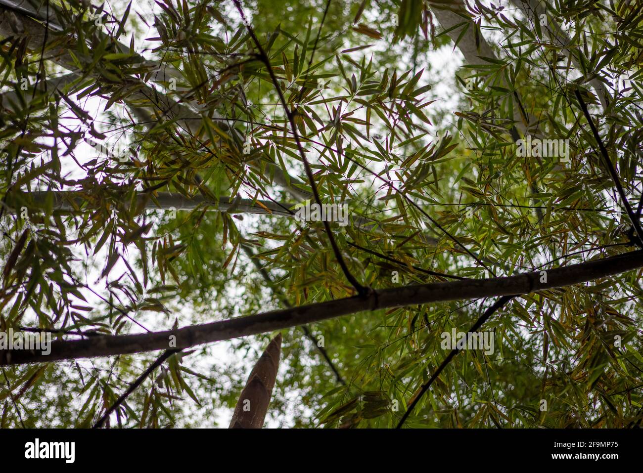 Closeup shot of tall Guadua bamboos in a green forest Stock Photo