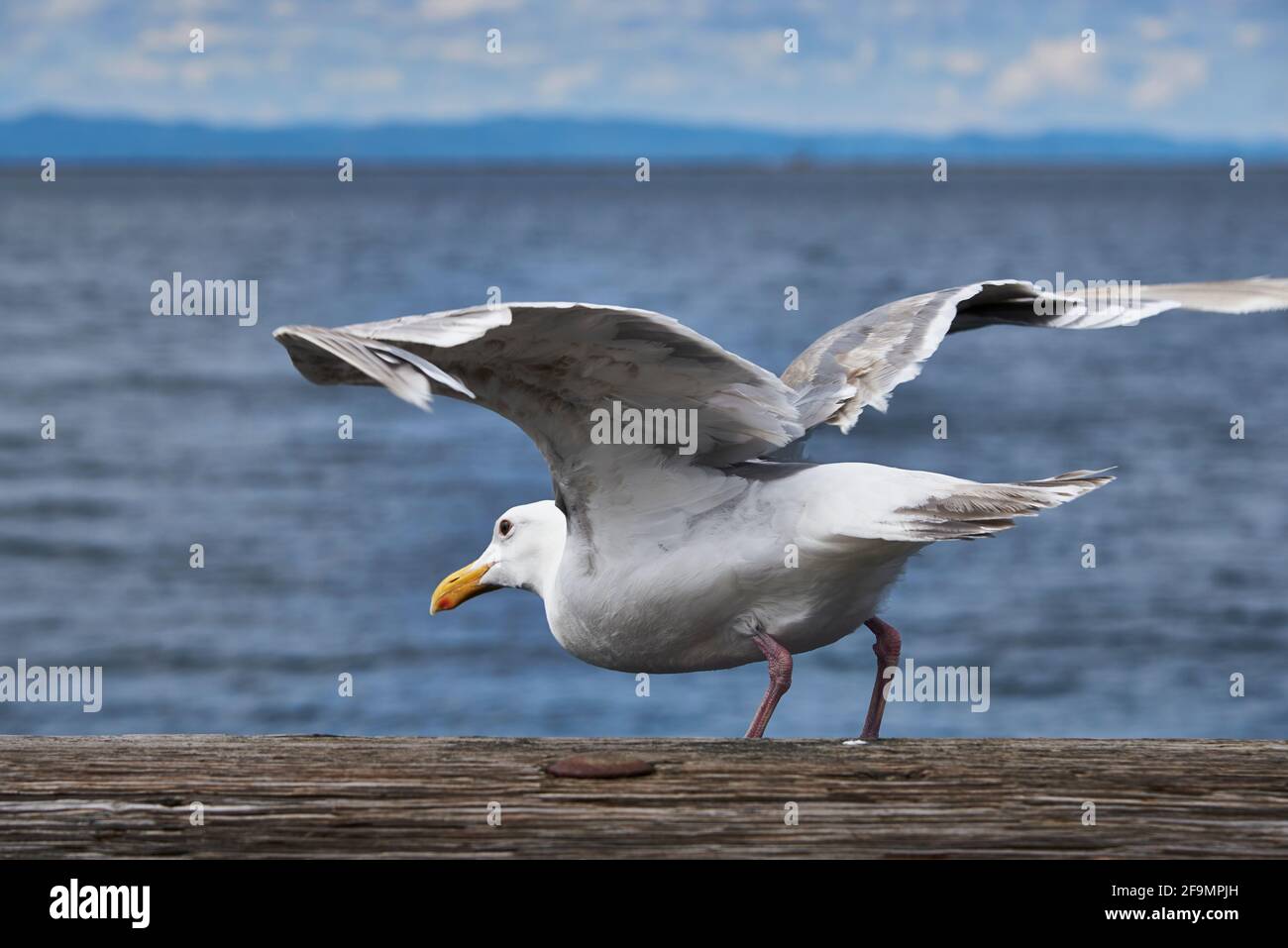Adult herring gull taking flight from pier in front of ocean water