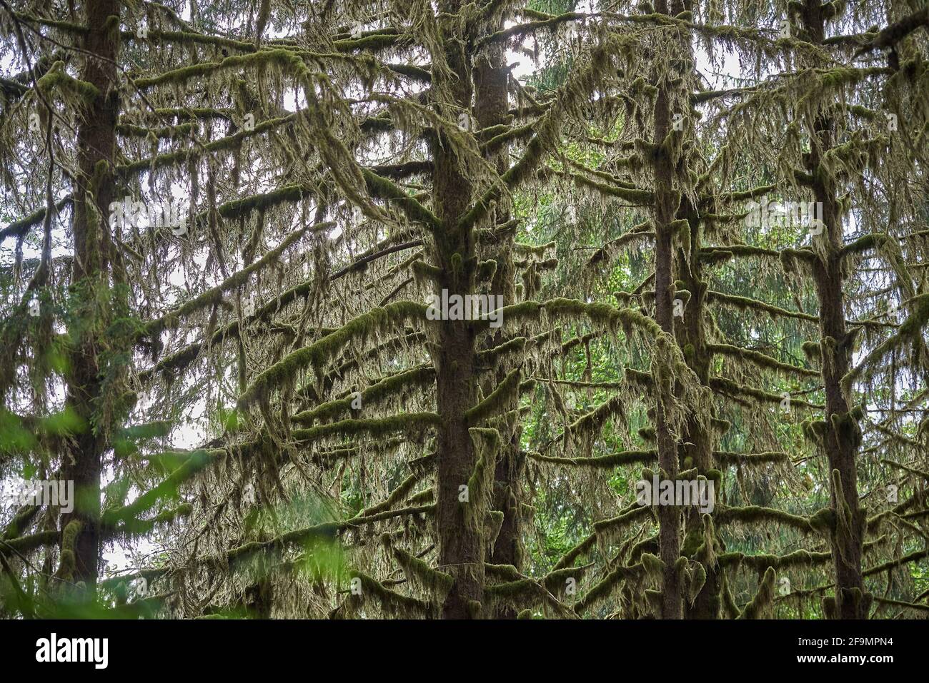 Lichten covered branches of pine trees in Olympic National Forest Stock Photo