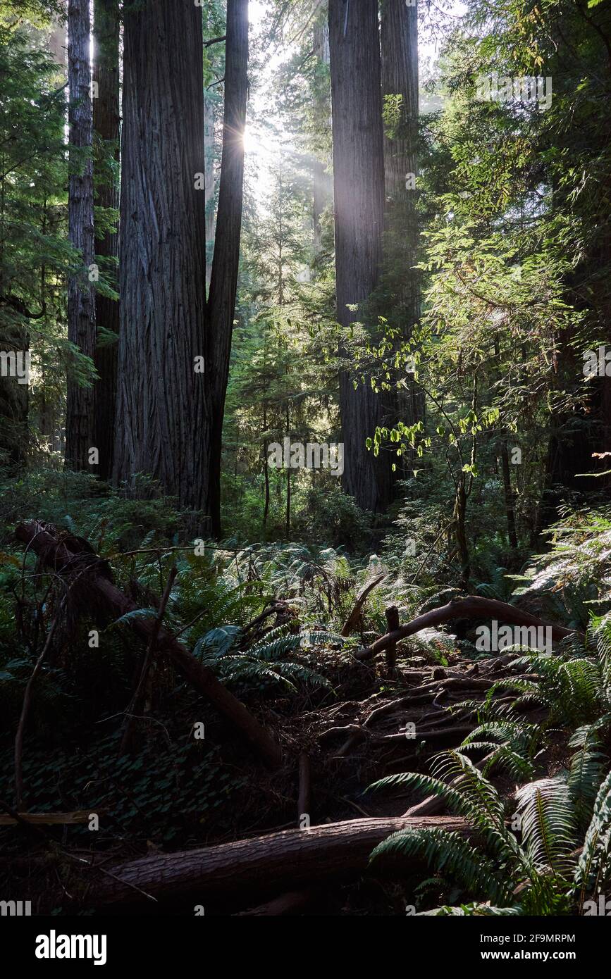 Forest with Giant Redwood Trees in Northern California Stock Photo
