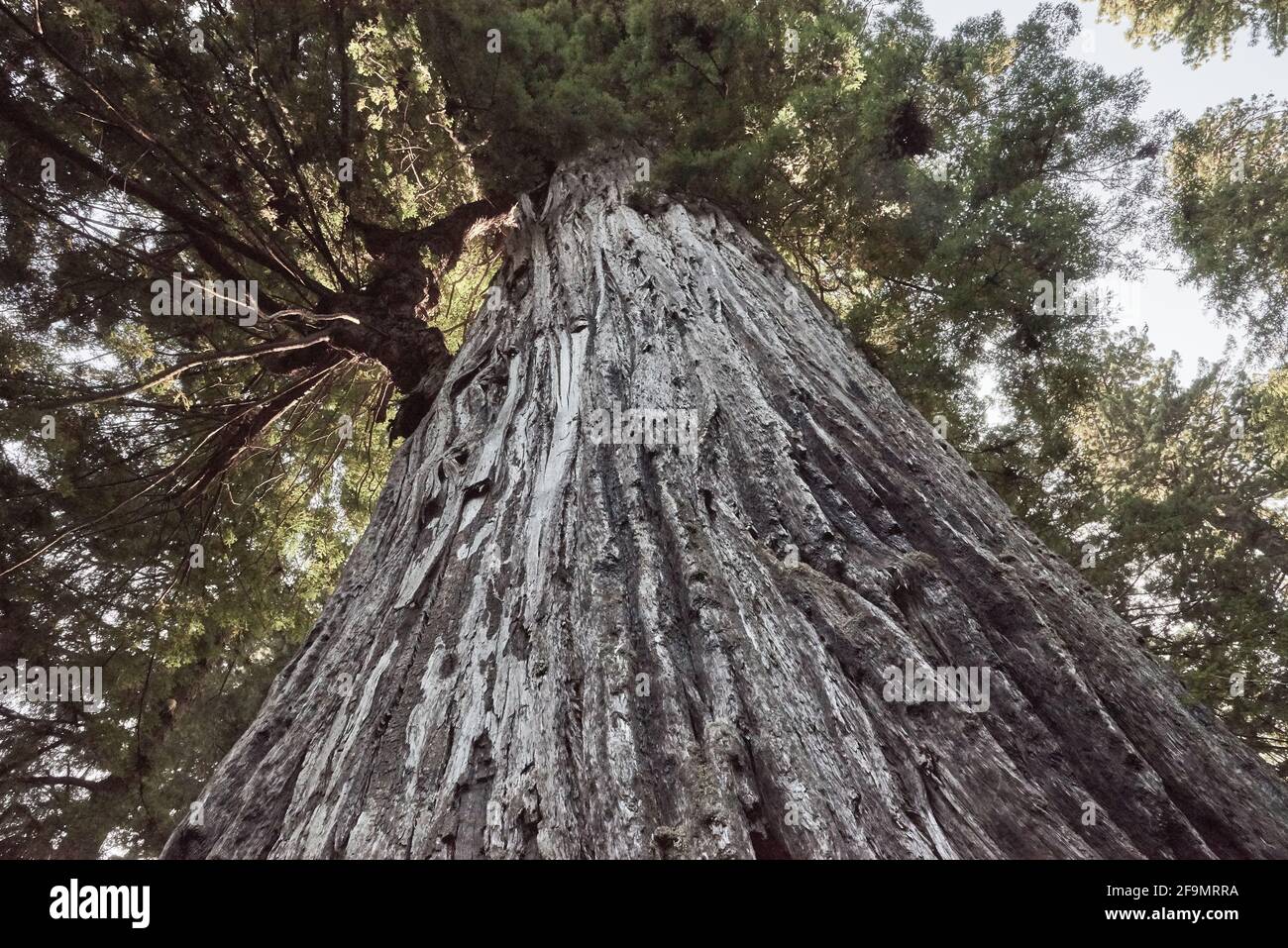 Famous Big Tree Giant Redwood in Northern California Stock Photo
