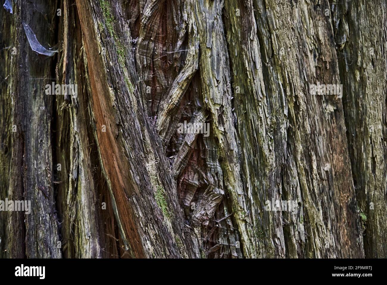 Gnarly bark of Giant Redwood Tree in Northern California Stock Photo
