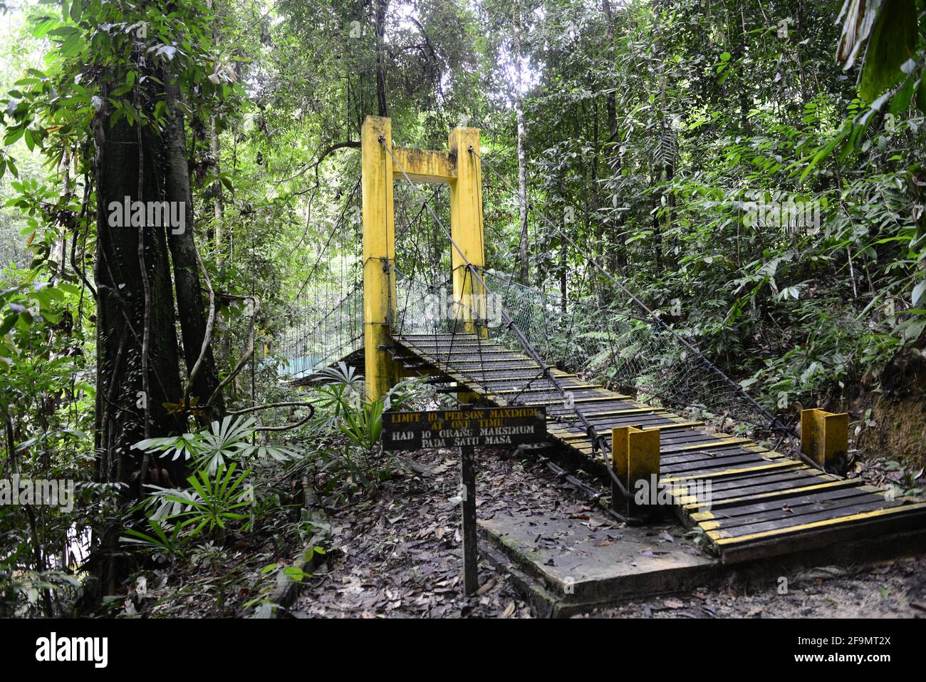 Walking through the rainforest in Lambir Hills National Park in Sarawak. Stock Photo