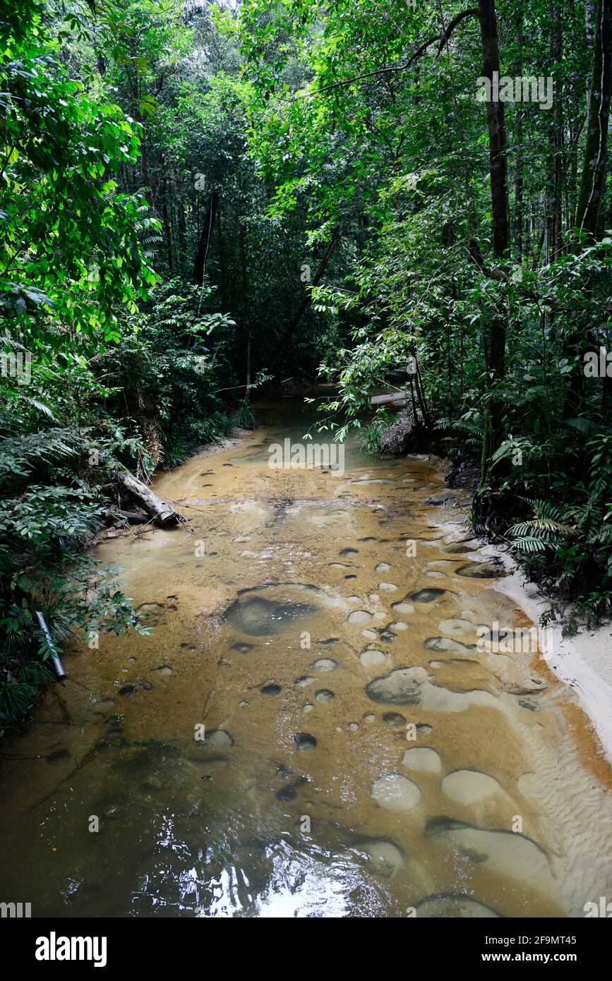 Lambir Hills National Park - O que saber antes de ir (ATUALIZADO 2023)