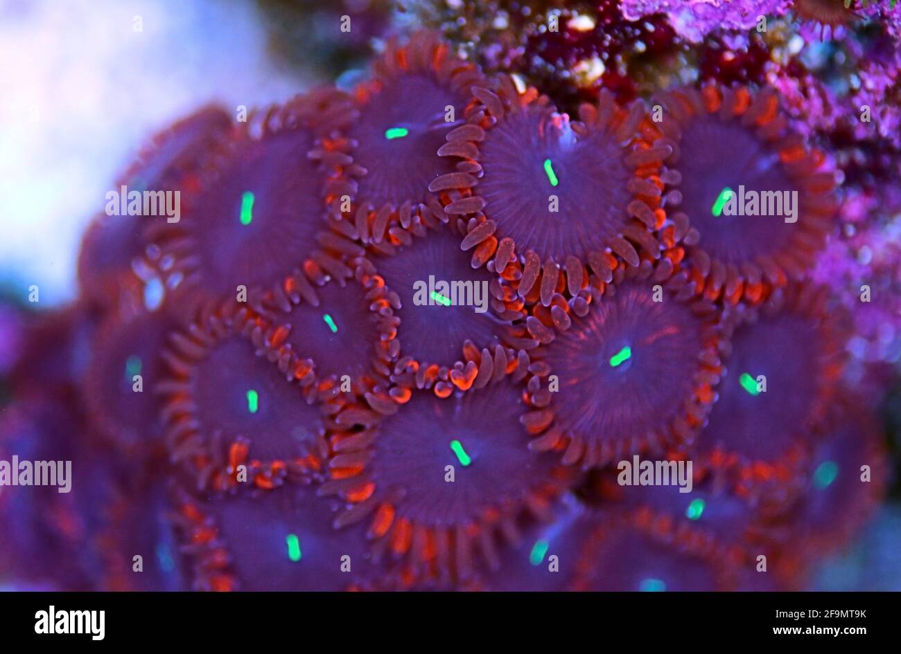 People Eater expensive zoanthids colony in macro Stock Photo