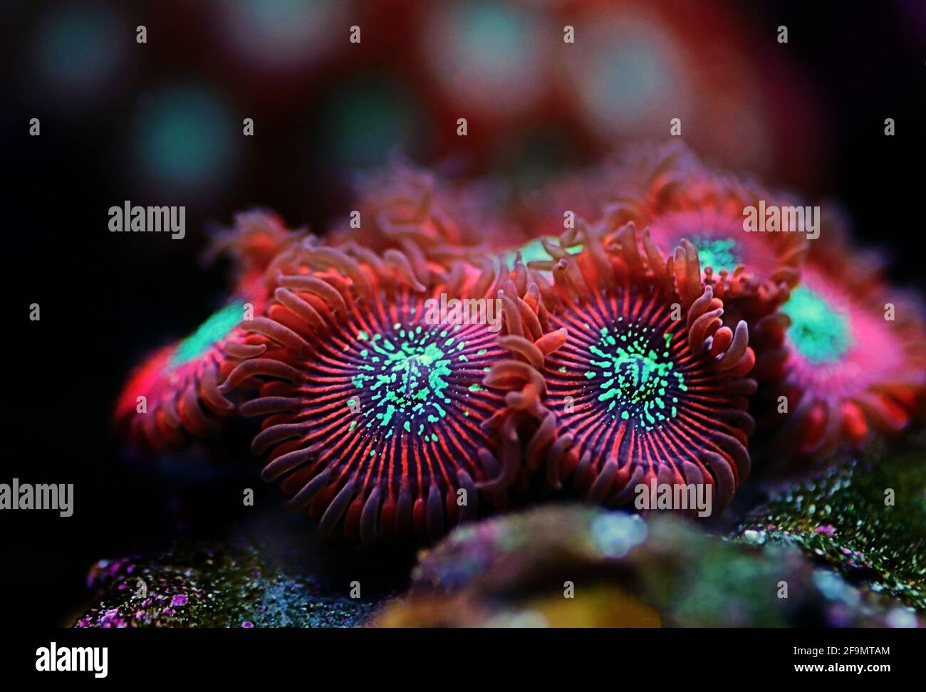 Red Magician expensive Caribbean zoanthus polyps in macro shot Stock Photo