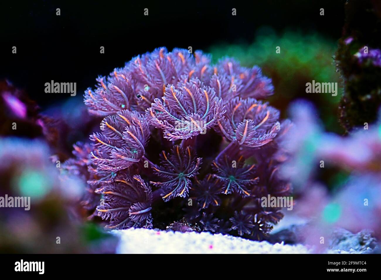 The Clavularia Glove Polyps colony - Clavulariidae spp. Stock Photo