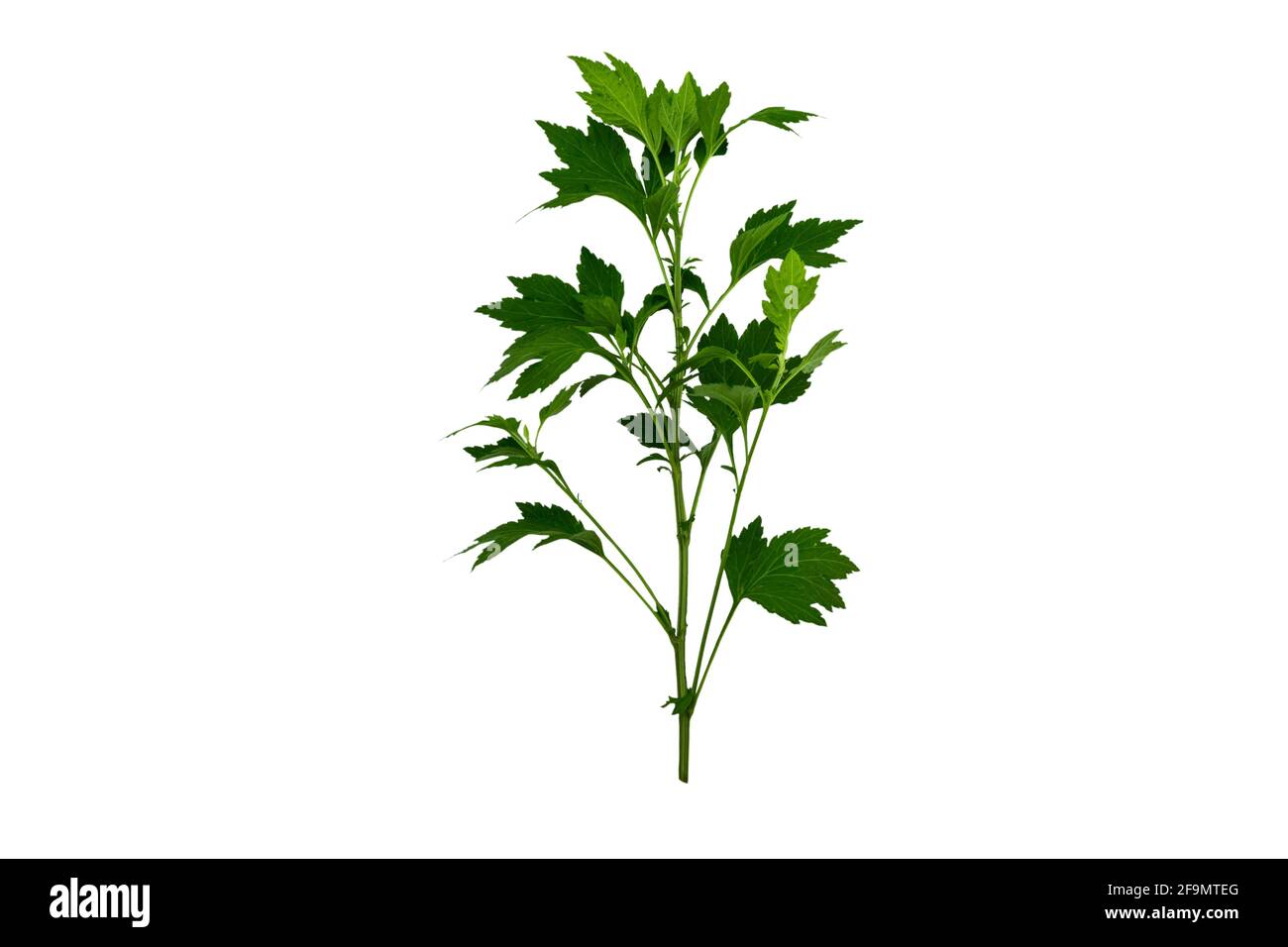 Close up green leaf of White mugwort plant (Artemisia lactiflora) isolated on white background.Saved with clipping path. Stock Photo