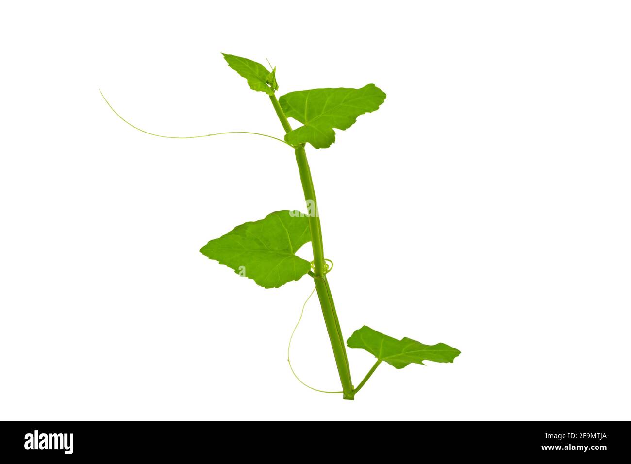 lose up fresh of Cissus Quadrangularis Linn.( Edible - Stemed Vine ) herb for pain treatment on white background.Saved with clipping path. Stock Photo