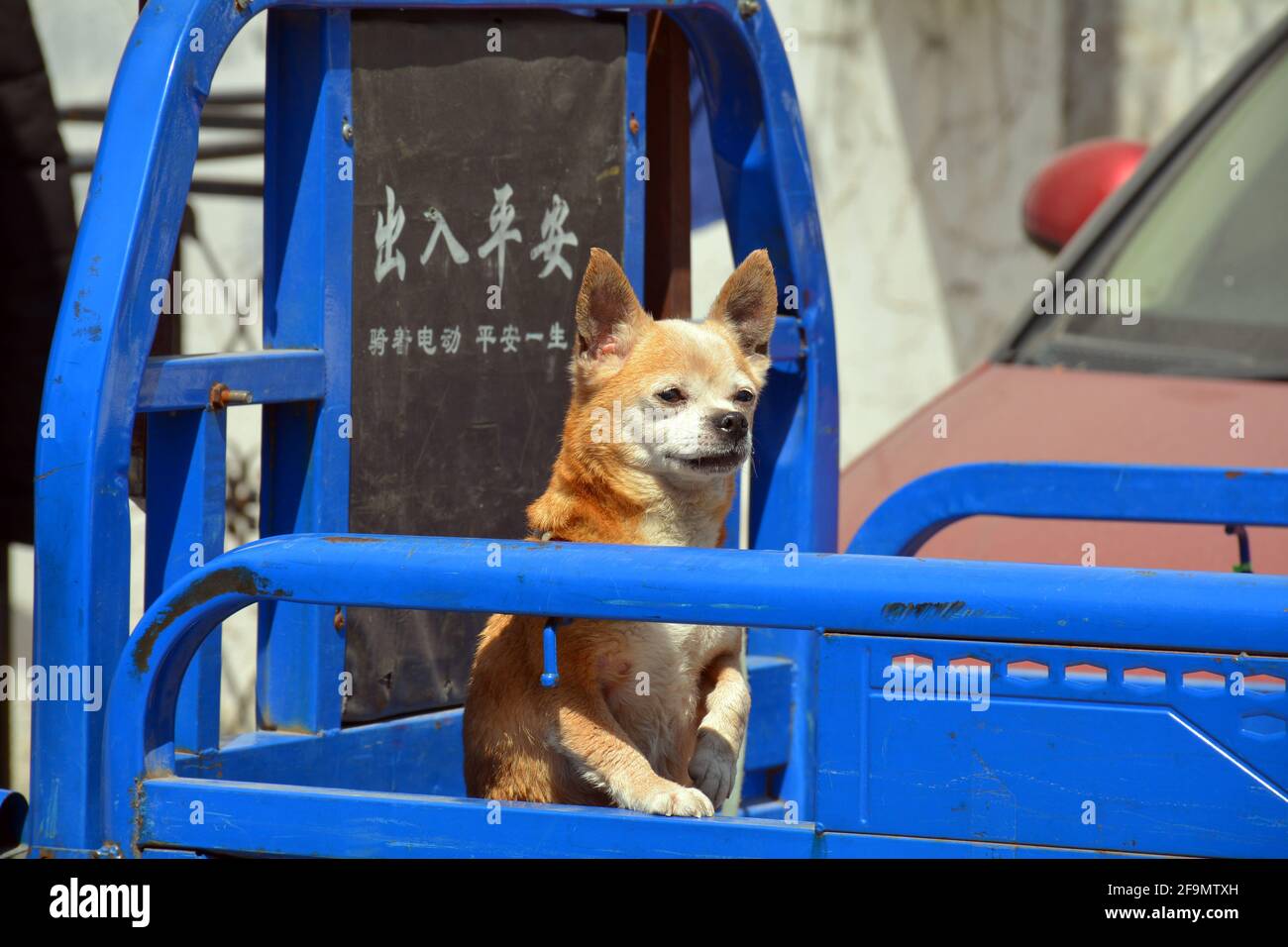 Dog sits on the back of its owners truck keeping guard while they go and do some shopping. Stock Photo