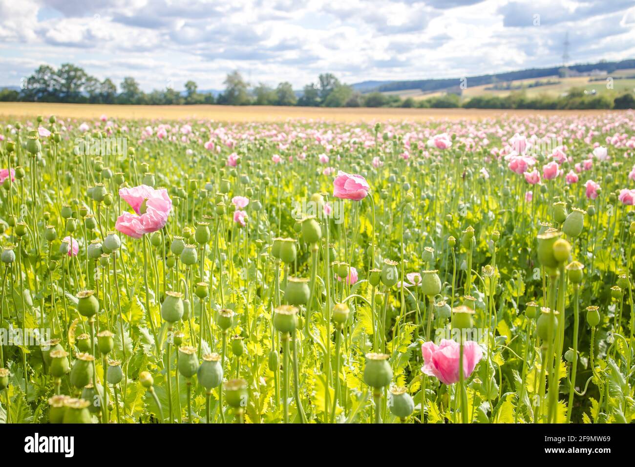 Summer meadow with poppies and beautiful clouds in the sky Stock Photo ...