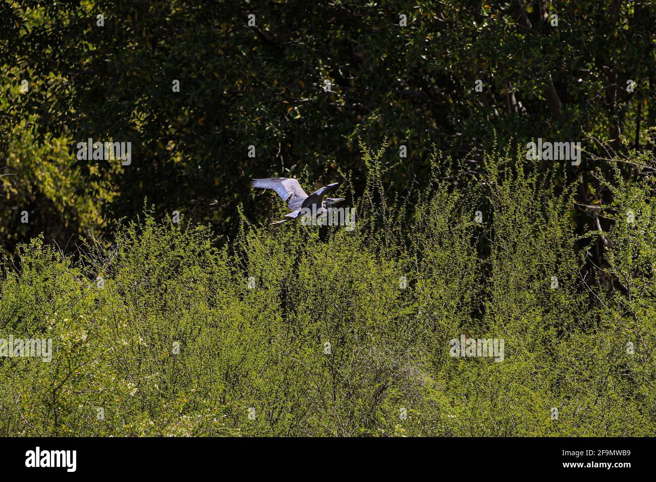 A gray heron flies in the forest, long-legged wading bird, fly  in El Novillo, Sonora, Mexico .. (Photo by Luis Gutierrez / Norte Photo).  Una garza gris vuela en el bosque, ave zancuda de patas largas en El Novillo, Sonora, Mexico..  (Photo by Luis Gutierrez / Norte Photo). Stock Photo