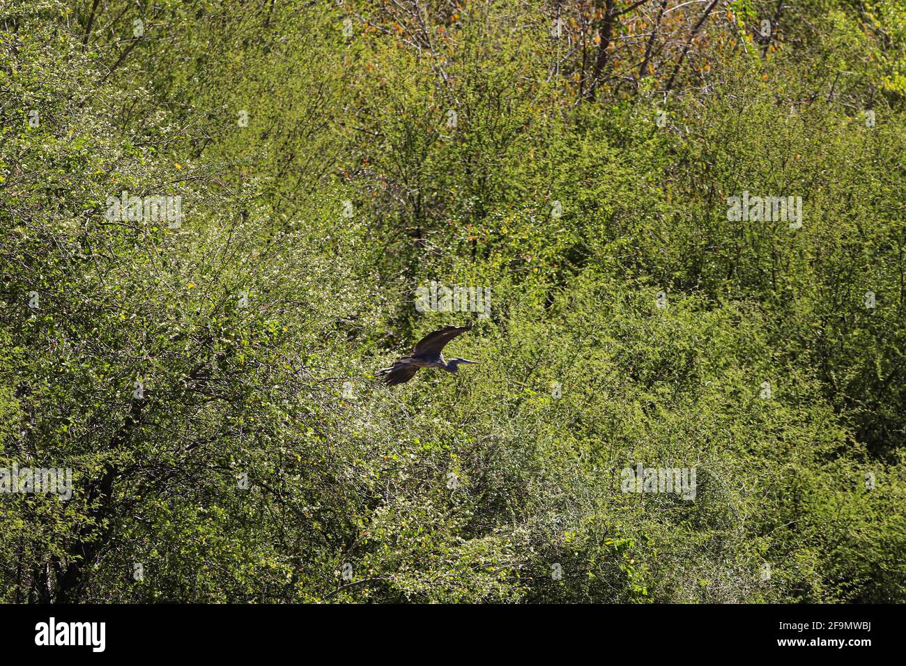 A gray heron flies in the forest, long-legged wading bird, fly  in El Novillo, Sonora, Mexico .. (Photo by Luis Gutierrez / Norte Photo).  Una garza gris vuela en el bosque, ave zancuda de patas largas en El Novillo, Sonora, Mexico..  (Photo by Luis Gutierrez / Norte Photo). Stock Photo