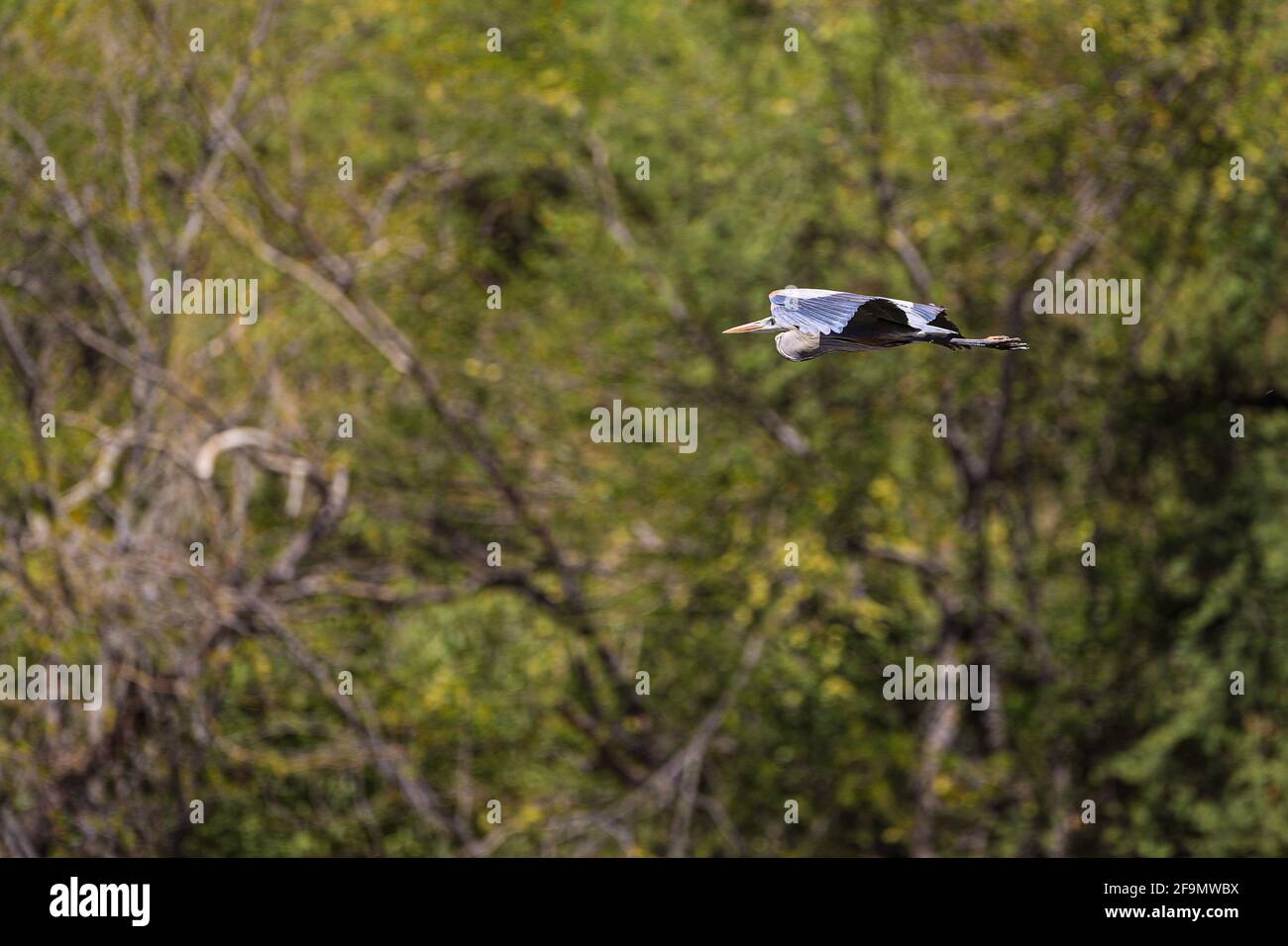 A gray heron flies in the forest, long-legged wading bird, fly  in El Novillo, Sonora, Mexico .. (Photo by Luis Gutierrez / Norte Photo).  Una garza gris vuela en el bosque, ave zancuda de patas largas en El Novillo, Sonora, Mexico..  (Photo by Luis Gutierrez / Norte Photo). Stock Photo