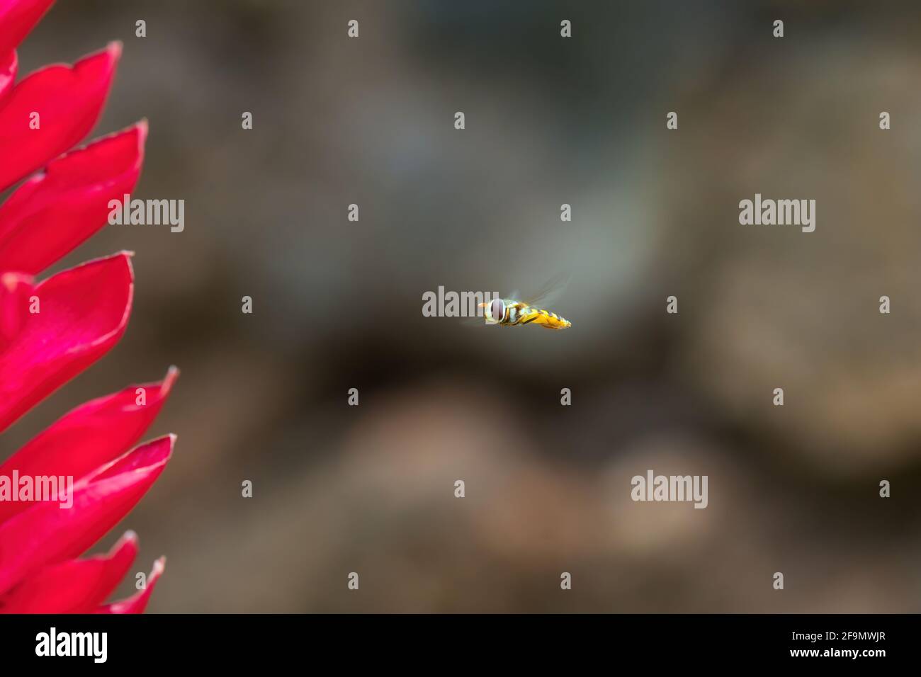 Tiny bee hovering next to a red ginger flower Stock