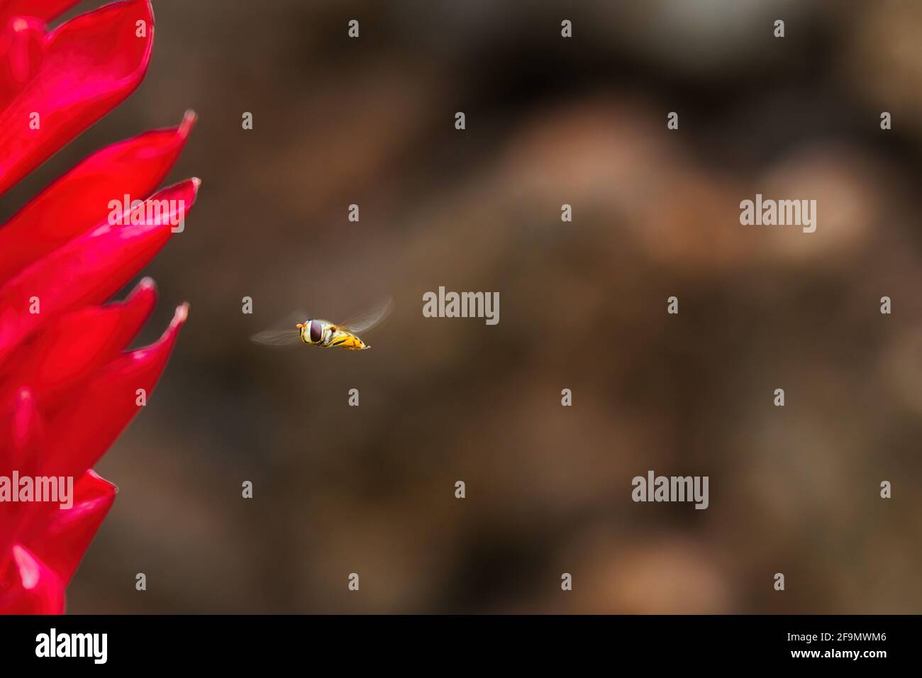 Bee face hires stock photography and images Alamy