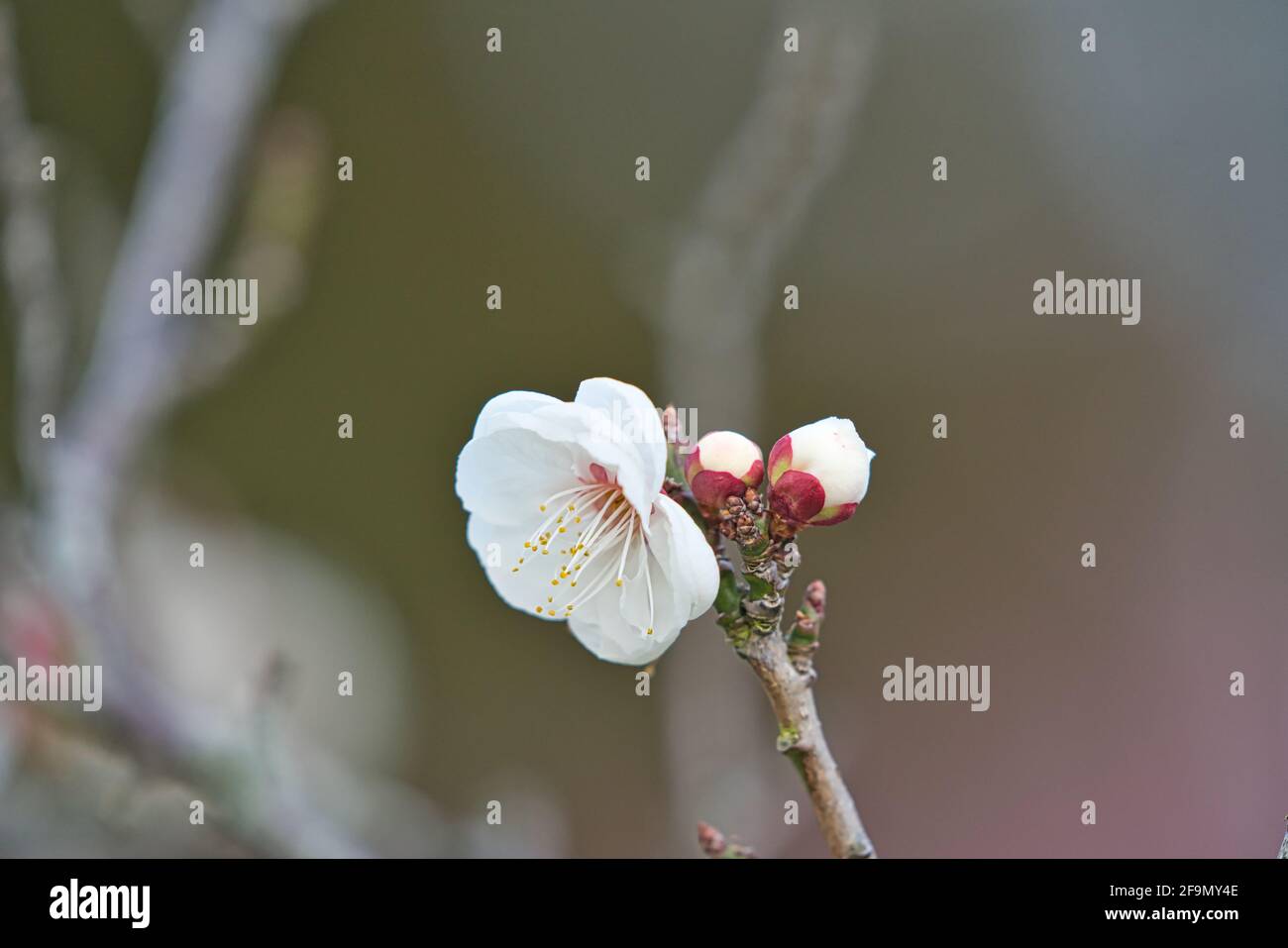 Beautiful white cherry blooms (sakura tree) in the park, copy space, close up. Cherry blossom season in Wuling Farm, Taichung City, Taiwan. April 2021 Stock Photo