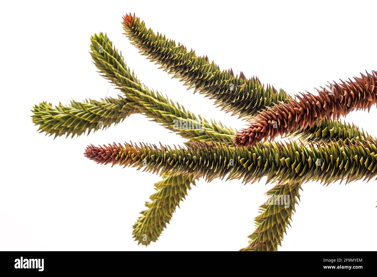 Needles of evergreen tree Araucaria araucana,commonly called the Monkey Puzzle Tree, Monkey Tail Tree, Pewen or Chilean Pine, isolated on white backgr Stock Photo