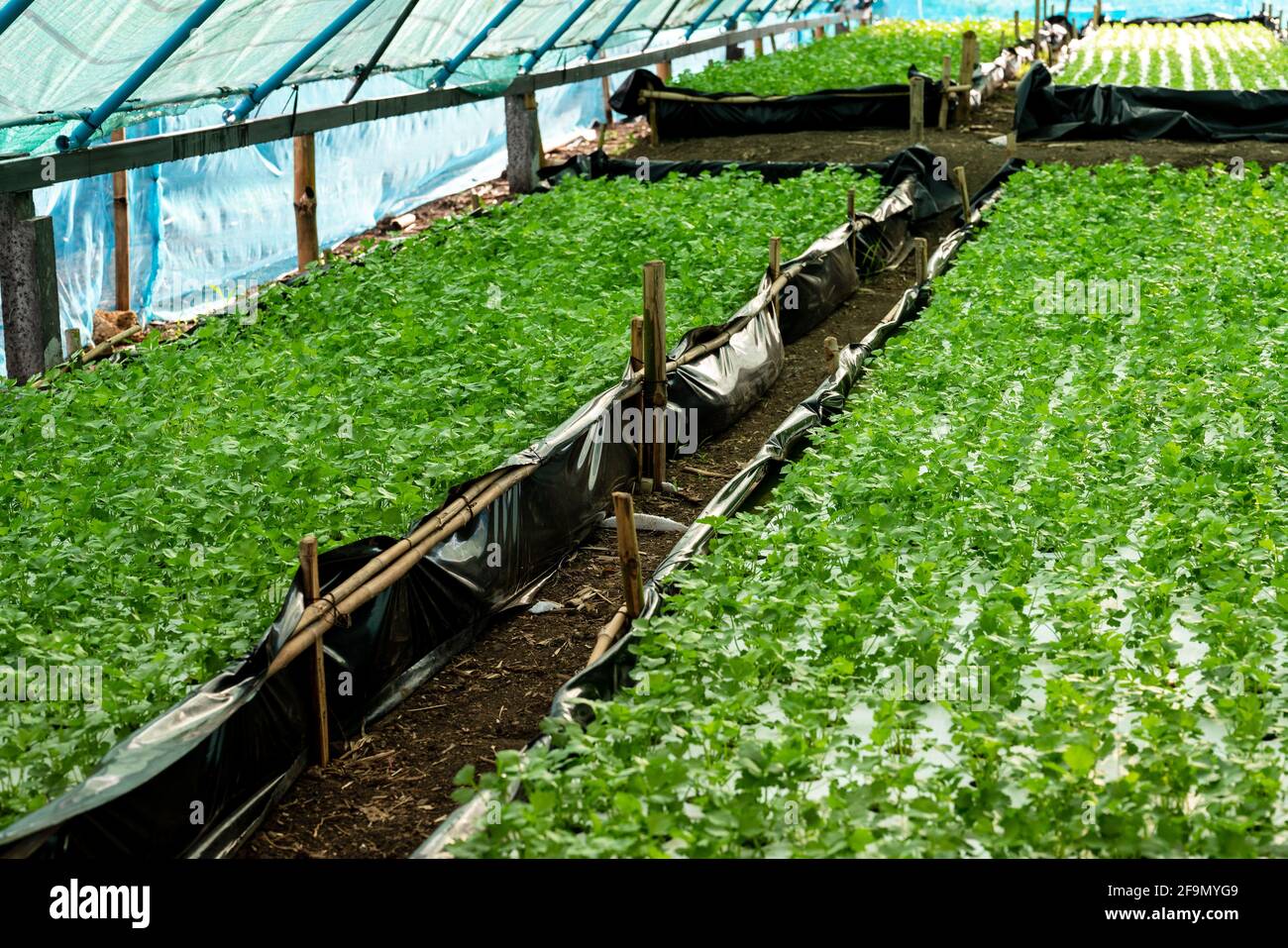 Celery is growing beautifully in a hydroponic system Stock Photo Alamy